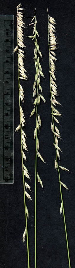  Bouteloua curtipendula